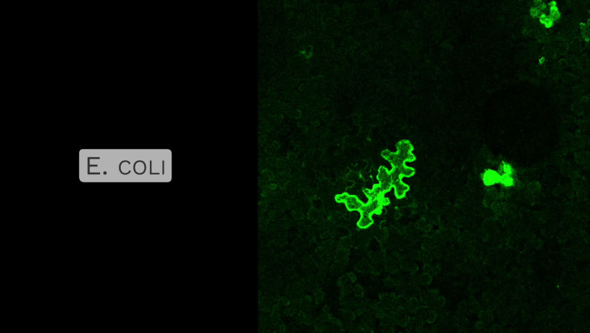 UZurich BOOM V Engineered Bacteria Originated Outer Membrane